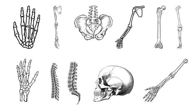 Skeleton parts including the skull and pelvic bones are displayed in this detailed medical illustration set.