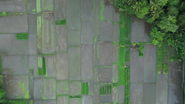 Aerial View of Rice Planting Activity in Bantul, Yogyakarta, Farmer Working in Lush Paddy Fields