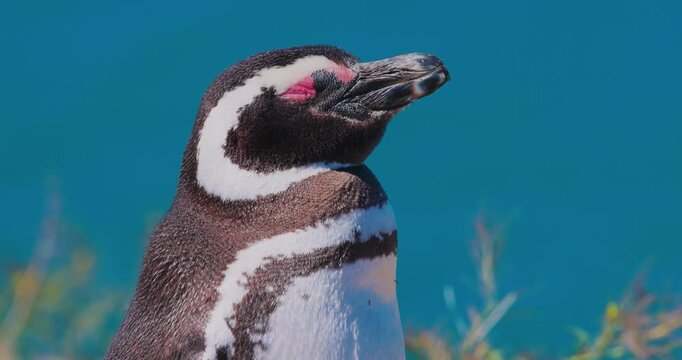 4K video; Portrait of a sleeping Magellanic penguin (Spheniscus magellanicus)