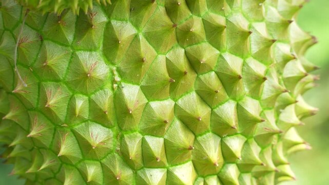 Macro texture of Vietnamese Ri6 durian spikes with sharp details.