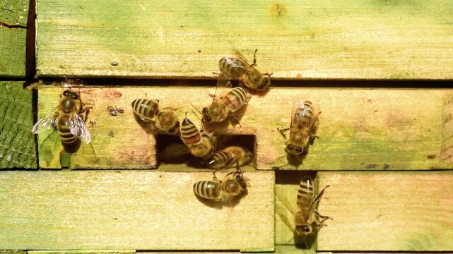 Western honey bees are active at the hive entrance during summer pollination, showing swarming behavior in a sustainable apiary.
