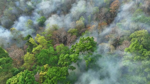 Drone view of smoke-filled rainforest during wildfire, highlighting biodiversity loss, carbon emissions release, and disruption of natural climate regulation systems. Thailand. 4k.
