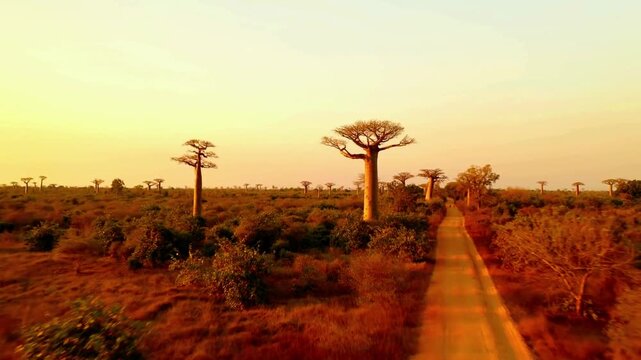 Wide-angle aerial footage of Madagascar&rsquo;s unique Baobab trees and wilderness under a warm, glowing evening sky.
