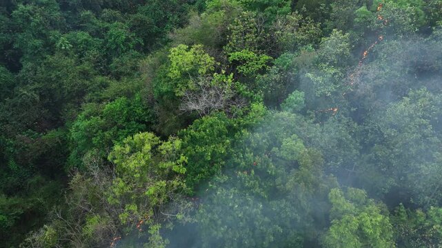 An aerial shot of wildfire in tropical forest, flames consuming vegetation, highlighting deforestation risks, wildlife habitat loss, air quality issues, and long-term planetary health concerns. 4k.
