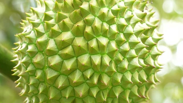 Macro texture of Vietnamese Ri6 durian spikes, sharp and realistic.