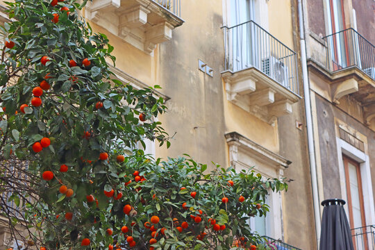 View of the mandarin tree in front of the house, Catania, Sicily, Italy