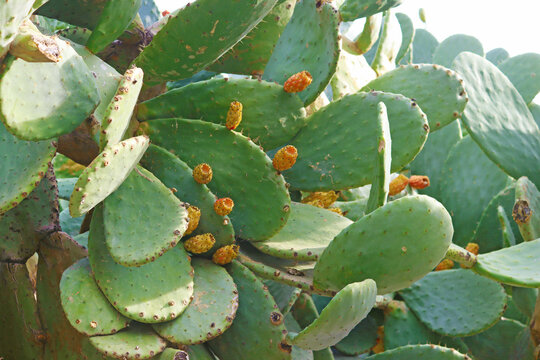 Close up view of Opuntia ficus-indica, the Indian fig opuntia, fig opuntia, prickly pear on the street in Catania, Sicily, Italy