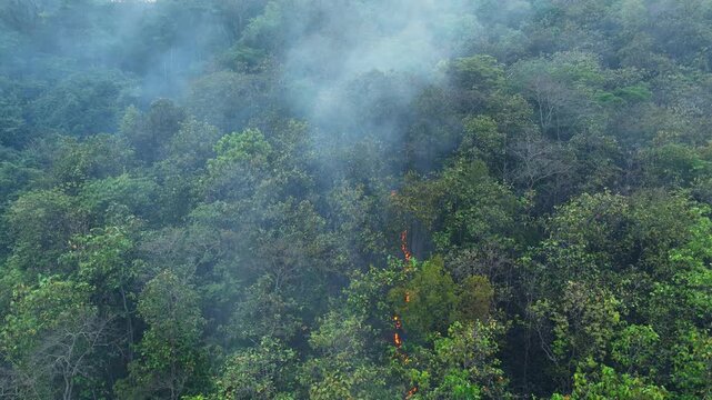 Aerial perspective of tropical forest fire spreading across green canopy, showing destructive flames, climate instability, biodiversity decline, and severe consequences for future generations. 4k.