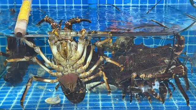 Big cancer in the aquarium on the market. Big lobster