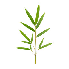 Fototapeta premium Fresh green bamboo leaves branch isolated on transparent background