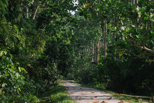 Narrow rural road path through a lush green tropical forest with fallen leaves.