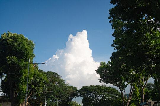 Large white towering cumulus cloud behind green trees under a clear blue sky.