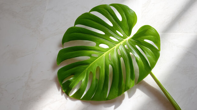 Detailed macro shot of a vibrant monstera leaf illuminated by sunlight - nature and plant concept