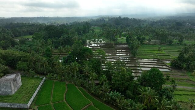Green Rice Terraces And Flooded Paddies With Tropical Forest Of Palm Trees In East Java, Indonesia. aerial sideways shot