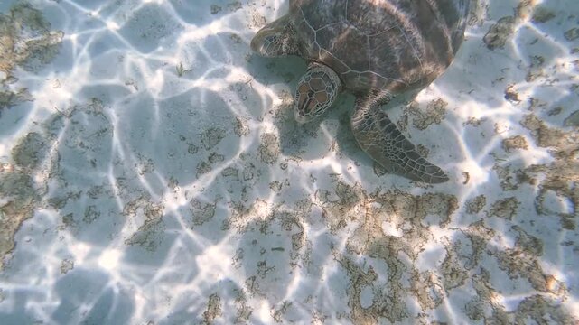 A big Hawksbill turtle is slowly swimming underwater with clearly turquoise water enviroment. Endangered animal or marine creature living in nature footage.