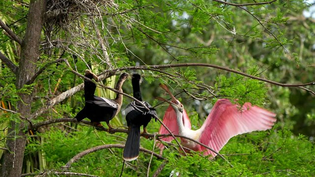 A roseate spoonbill fighting with two anhingas