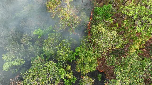 Drone captured forest fire burning green woodland, showing long-term consequences such as carbon emissions increase, habitat destruction, and irreversible ecological damage over time. Thailand. 4k.
