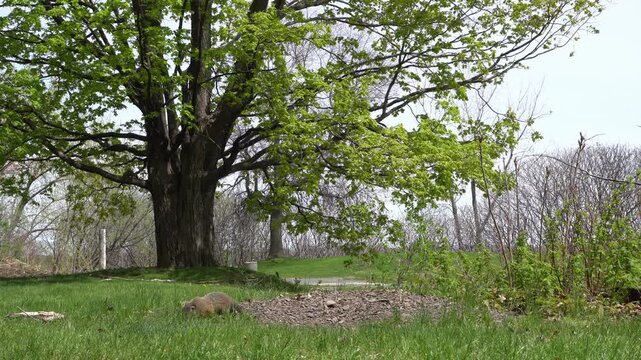 Wide shot of a groundhog at its burrow entrance under a large deciduous tree with spring foliage in a grassy field. High-angle, natural lighting, stock wildlife photography.