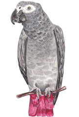 Congo African Parrot Gray animal Hand-drawn illustration Detailed hand-painted watercolor on paper with realistic textures. Png file Great for educational posters, nursery decor, wildlife branding. © Liudmila