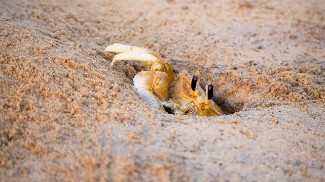 Wild Ghost Crab Excavating Sand and Peering Out of Hole in Macro Detail
