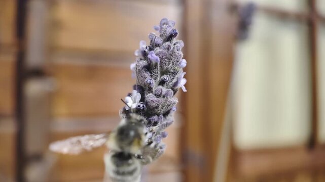 Detailed slow motion view of a fuzzy bumblebee flying around and collecting nectar from a vibrant purple lavender flower, pollinating the fragrant bloom during a sunny spring day in a garden