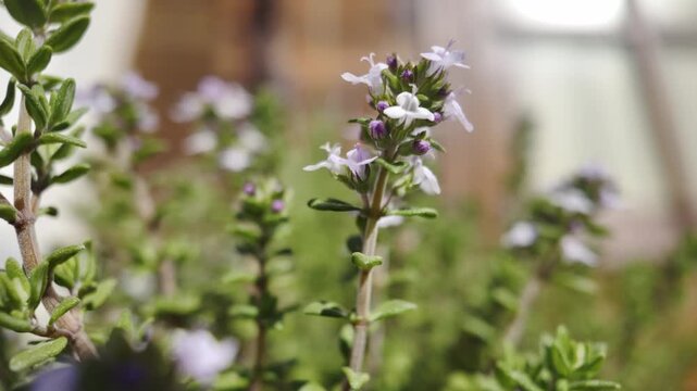 Fresh thyme plant with blooming flowers and green leaves swaying gently in an urban garden, a perfect aromatic herb for cooking, phytotherapy, and creating essential oils