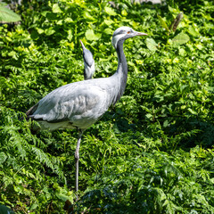 Fototapeta premium Demoiselle Crane, Anthropoides virgo are living in the bright green meadow during the day time