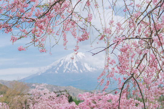 Cascading pink cherry blossoms with Mount Fuji behind on a spring day