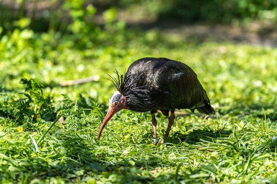 Northern Bald ibis, Geronticus eremita in a German park