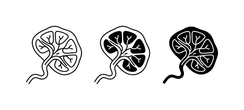 Spleen Vector Icons, Medical Organ Illustrations, Lymphatic System Anatomy Graphics, Healthcare Science Symbols, Black and White Medical Art