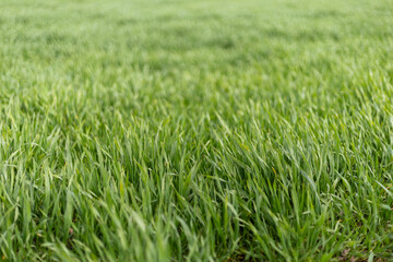 Fototapeta premium The scene shows a thick patch of fresh green grass in a sunny field. The sun shines on the grass, indicating a warm day in spring