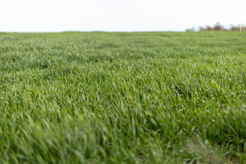 Fototapeta premium Wide green field filled with tall grass swaying gently in the breeze. The scene shows a sunny day with a few clouds in the sky, creating a bright atmosphere