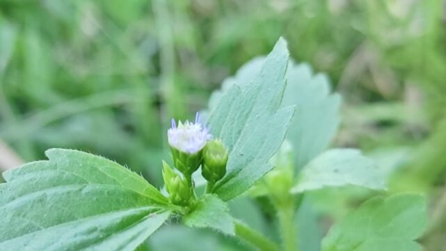 A close-up photograph of a Vernonia cinerea plant in bloom in Thailand.