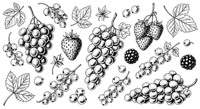 Grapes fruit doodle pattern with strawberries, raspberries, leaves, and berries in clean monochrome line art