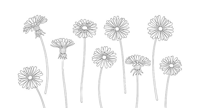 Dandelion flower line art bundle with thin stems and minimal botanical outline for print, web, and decor