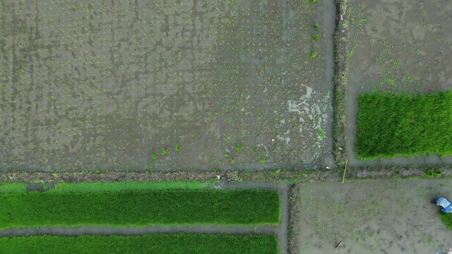 Aerial View of Rice Planting Activity in Bantul, Yogyakarta, Farmer Working in Lush Paddy Fields