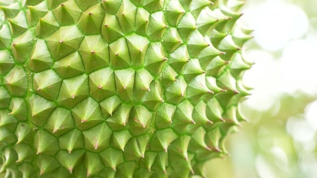 Macro texture of Vietnamese Ri6 durian spikes with sharp details.