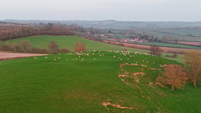 Pasture hillside with sheep grazing across green rural fields. Livestock feeding along grassy slopes near trees and farmland with distant village landscape. Sheep farming scene and tranquil