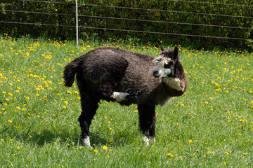 Fototapeta premium alpaka tier natur lama
