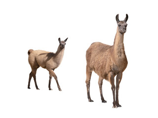 Fototapeta premium Adult guanaco with cute young calf isolated on white background.