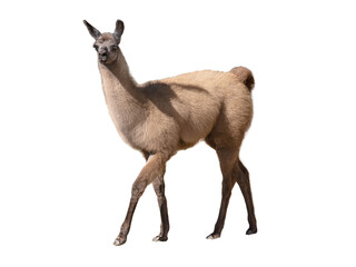 Fototapeta premium Wild guanaco lama standing and looking aside isolated on white.