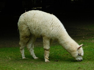 Fototapeta premium Funny alpaca portrait looking at the camera