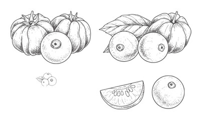 Hand drawn vintage botanical of various fruits and berries berry food © Md