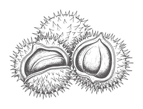 Three horse chestnuts one open showing conker inside spiky shell horsechestnut