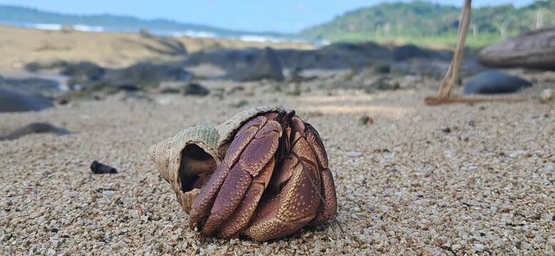Hermit Crab of Galathea Bay in Great Nicobar Island