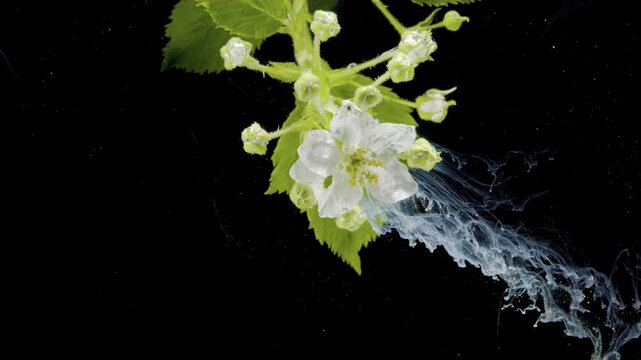 White blossom with dynamic water splash, green leaves and buds hover over black backdrop, crisp droplets form arcing trails, highspeed freezeframe