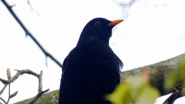 A male blackbird sings in a tree. It's plumage is glossy and black. It's beak is yellow and it's eyes are bright. The bird's song is rich and flutey.