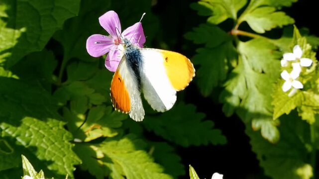 An orange tip butterfly (Anthocharis cardamines) feeds on a herb robert flower. The butterfly dips it's proboscis deep into the flower's nectaries before taking flight.