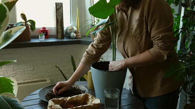 Home gardening. Woman transplanting monstera plant into new pot
