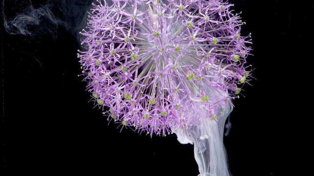 Purple allium closeup with rising smoke botanical art shot of spherical allium head submerged in water as pale purple ink creates flowing veils